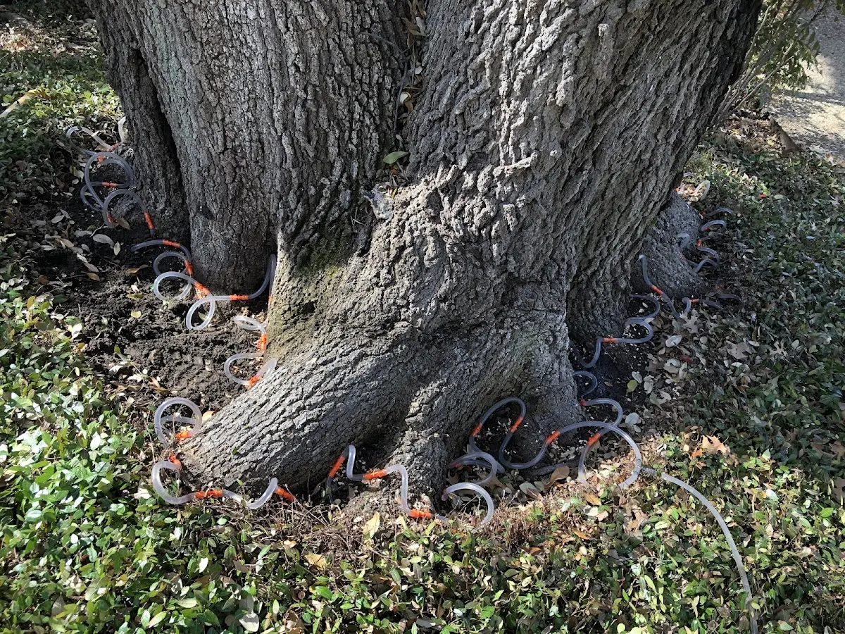 Detailed Shrub and Hedge Trimming job site in King Hill