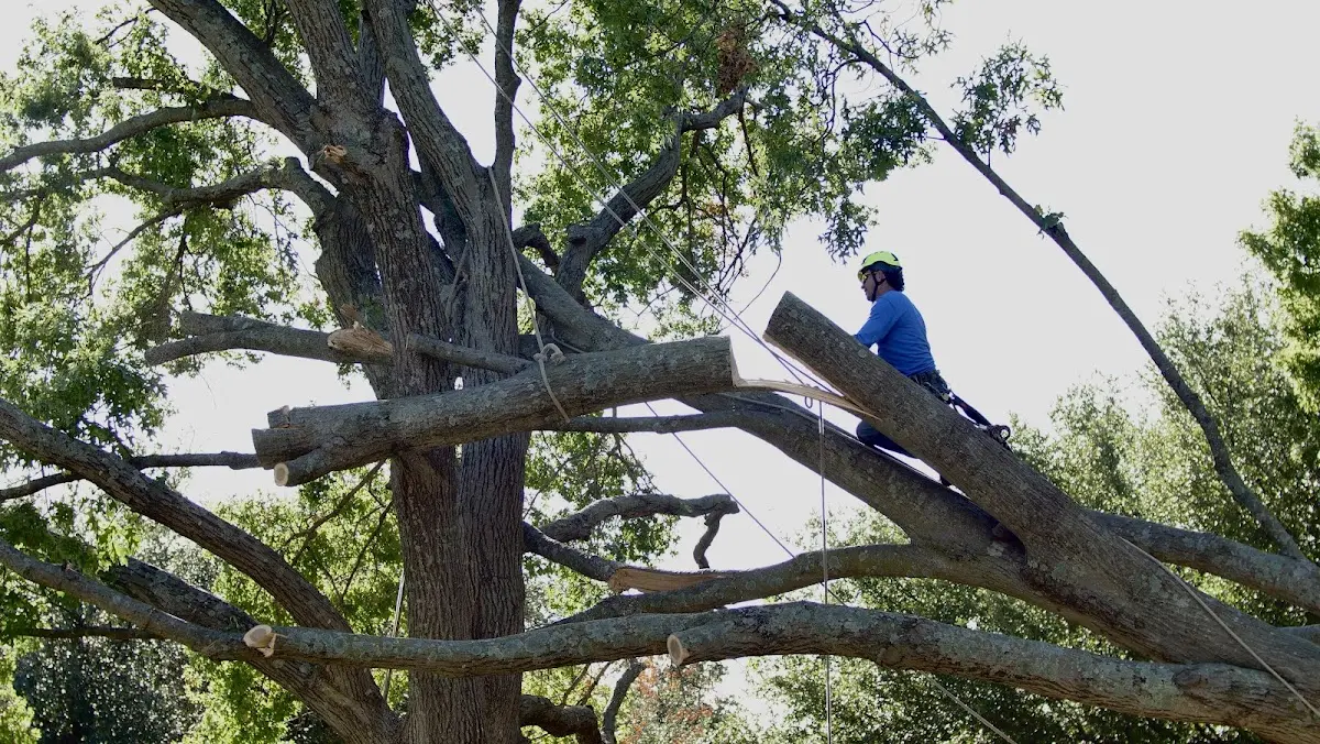 Professional Crown Thinning performed by certified arborists in King Hill