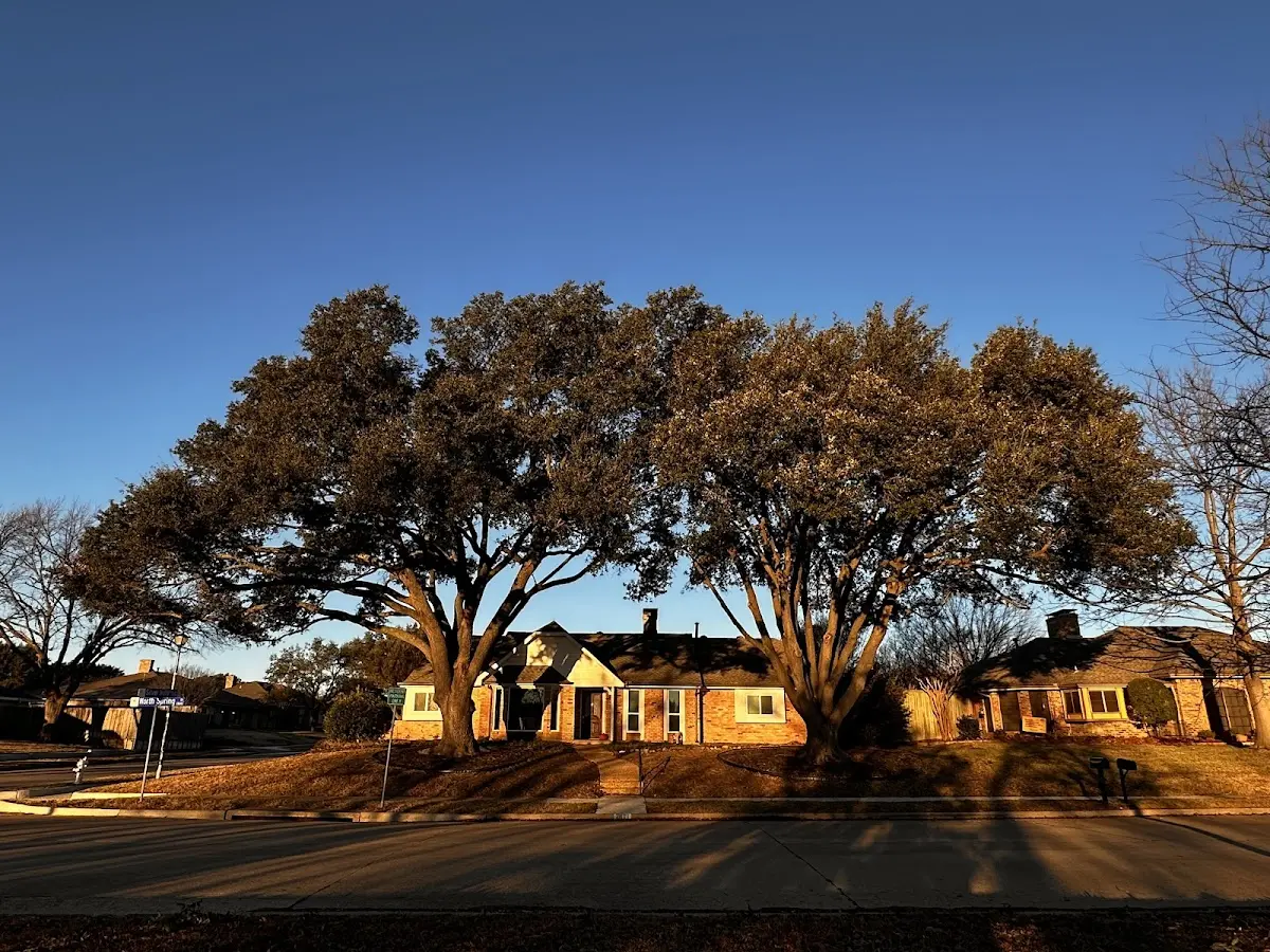 Established residential canopy tree shading a home in King Hill